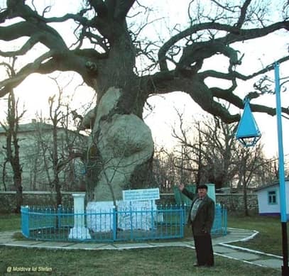 Stejarul lui Ștefan cel Mare (cel mai bătrân din Basarabia)